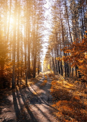 bosco autunnale feeducia azienda agricola colle umberto