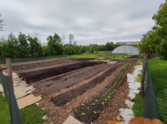 fase due feeducia azienda agricola colle umberto