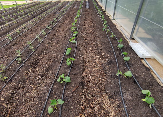 fase tre feeducia azienda agricola colle umberto