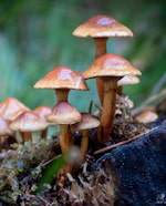 funghi autunnali feeducia azienda agricola colle umberto